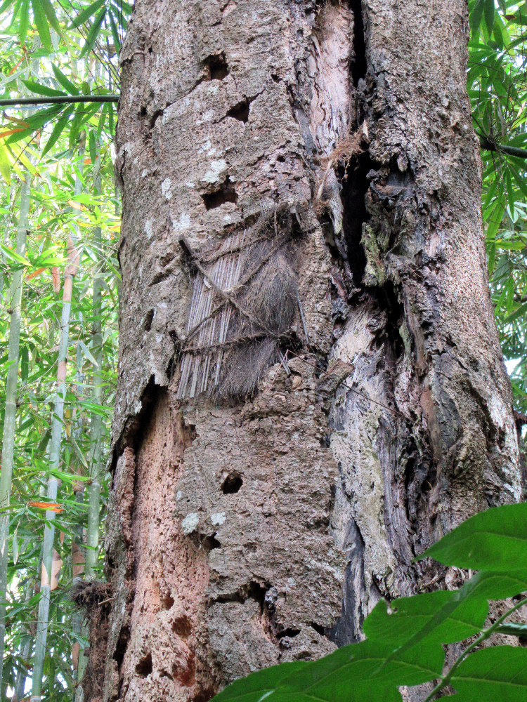 Arbre aux enfants de l’île de Célèbes Indonésie