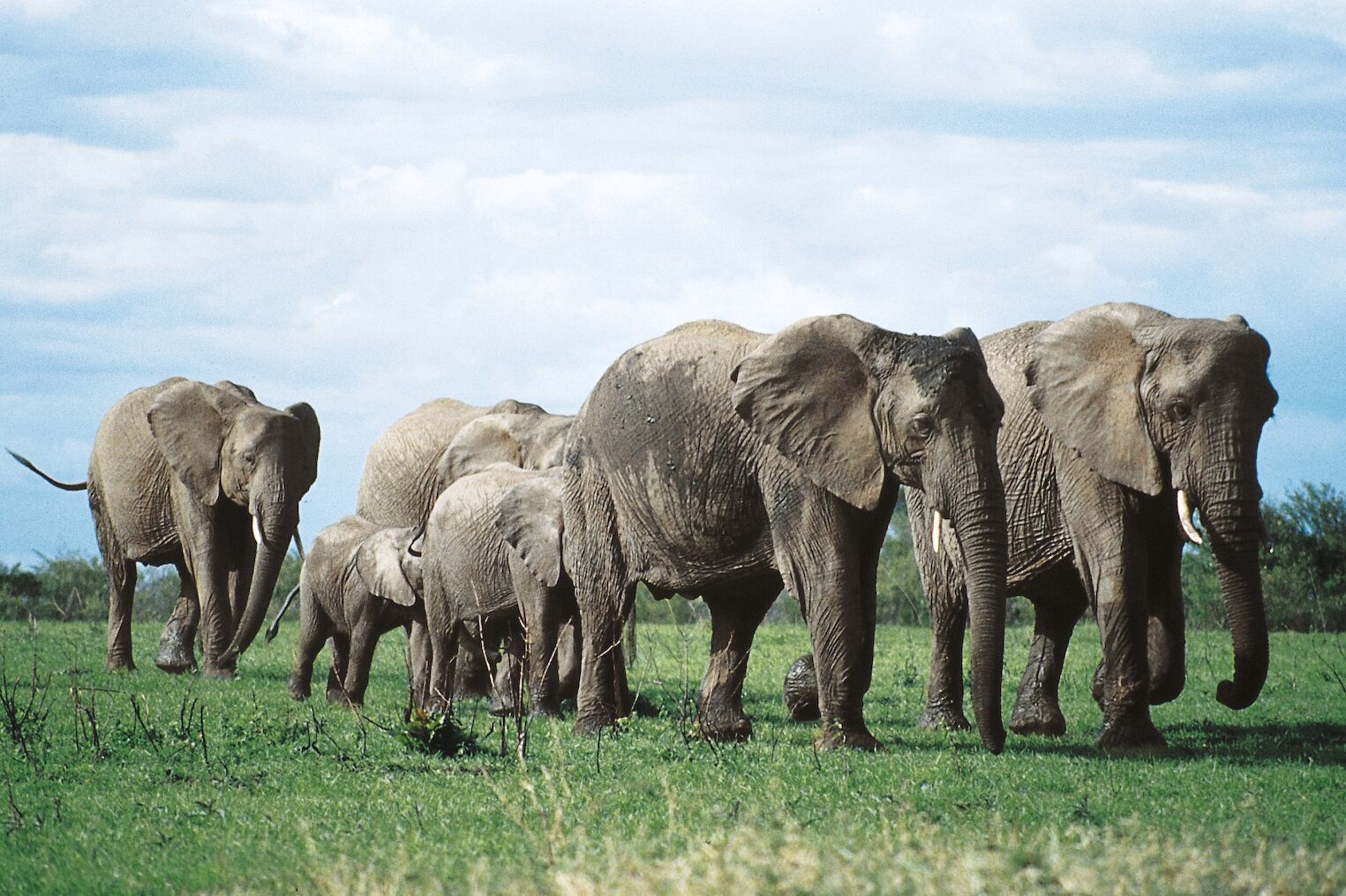 Une famille d’éléphants dans les plaines kenyanes