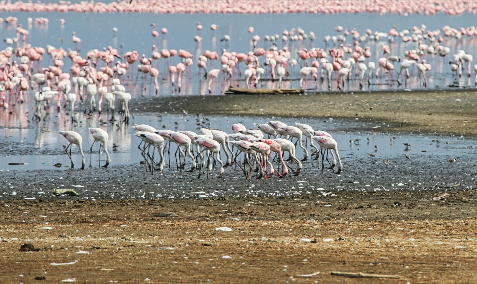 Flamants roses sur le lac Nakuru