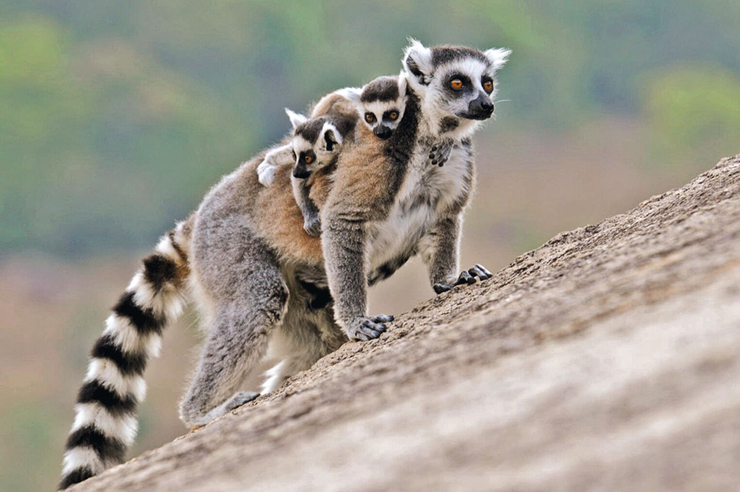 Un lémurien Maki catta, une espèce endémique de Madagascar