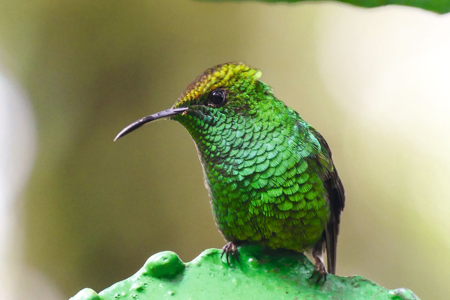 Colibri au Costa Rica