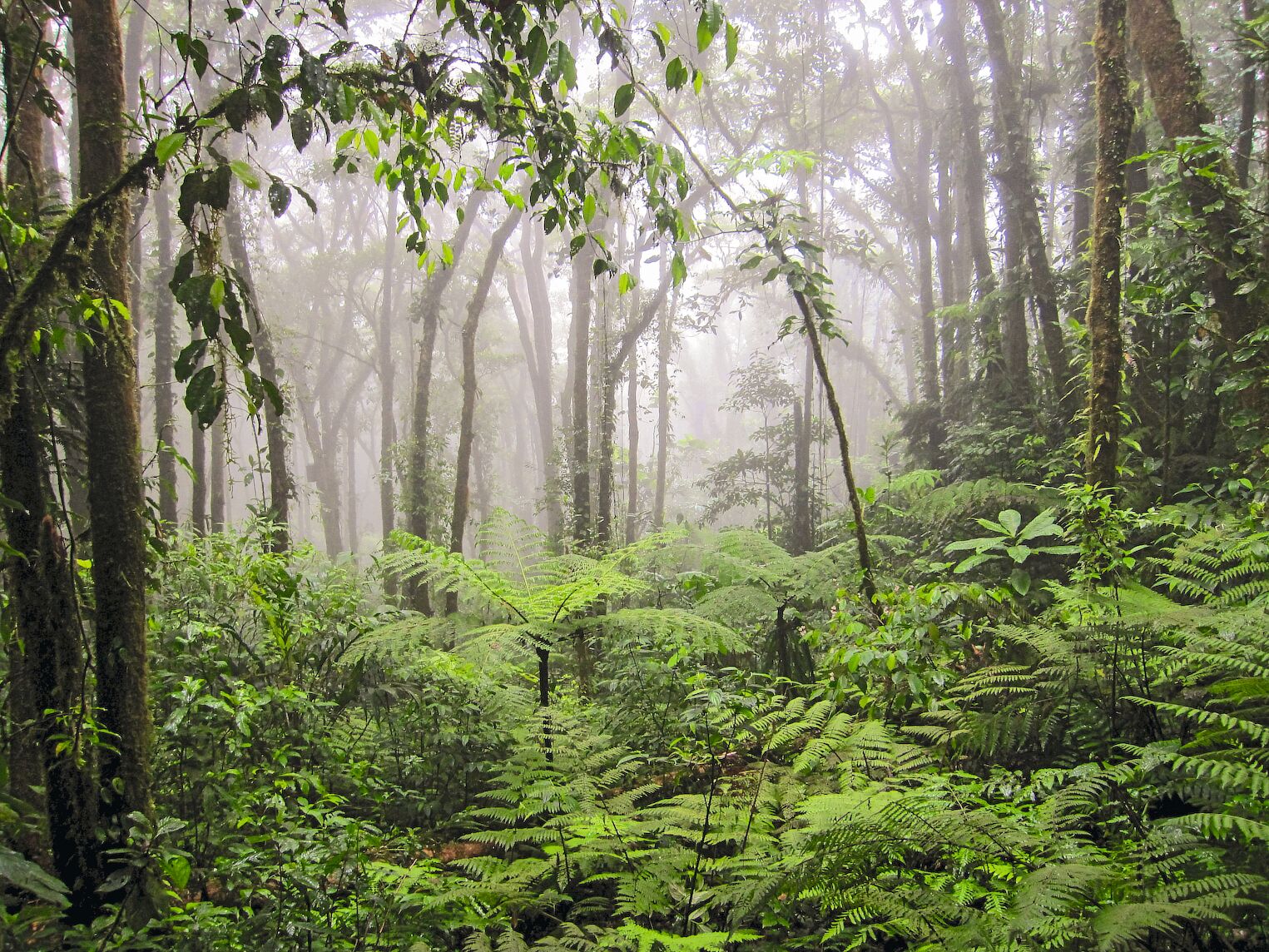 Dans la réserve de Monteverde au Costa Rica