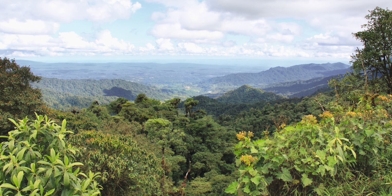 La forêt amazonienne, en Équateur