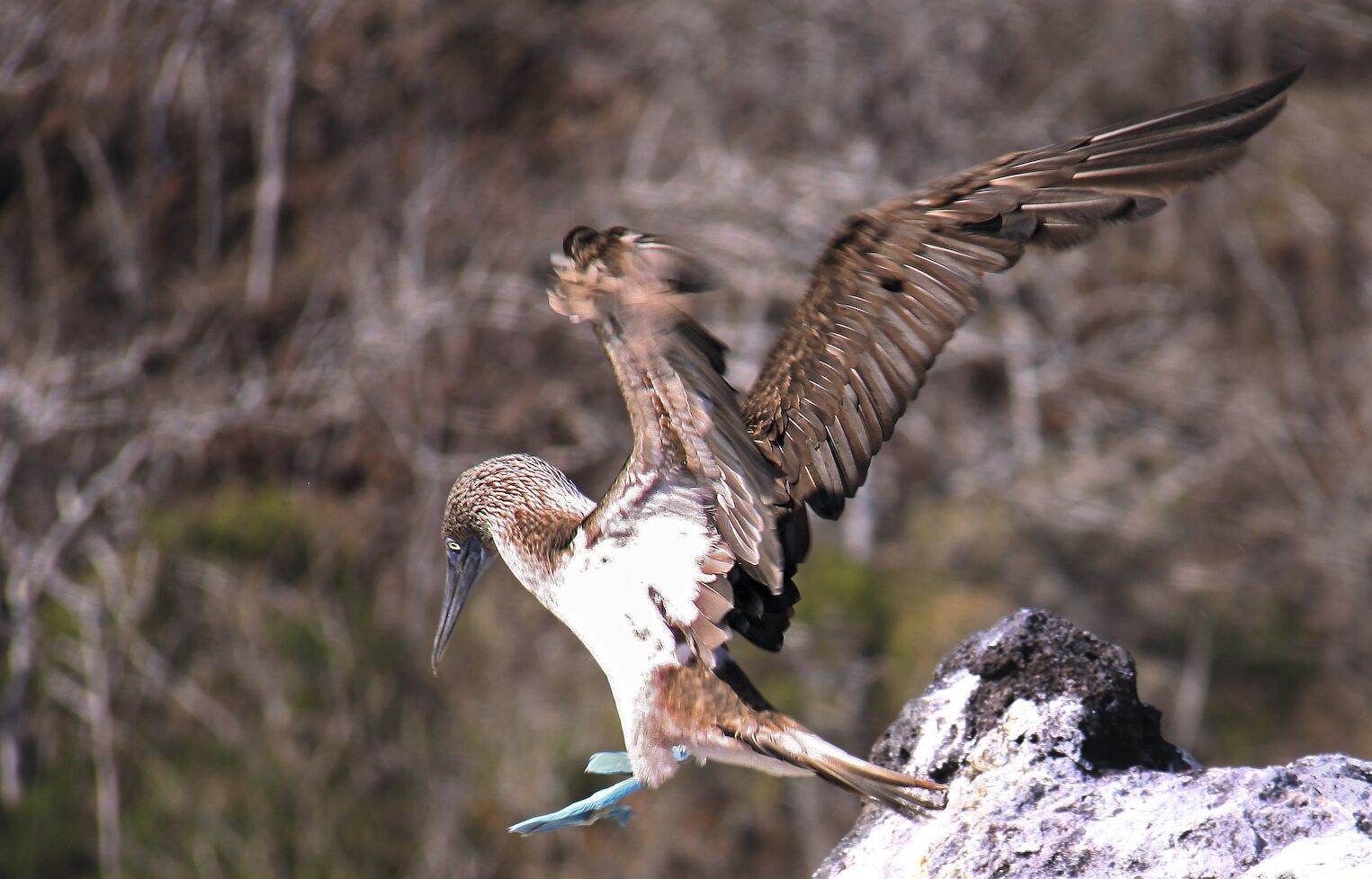 Fou à pieds bleus, espèce typique des îles Galápagos