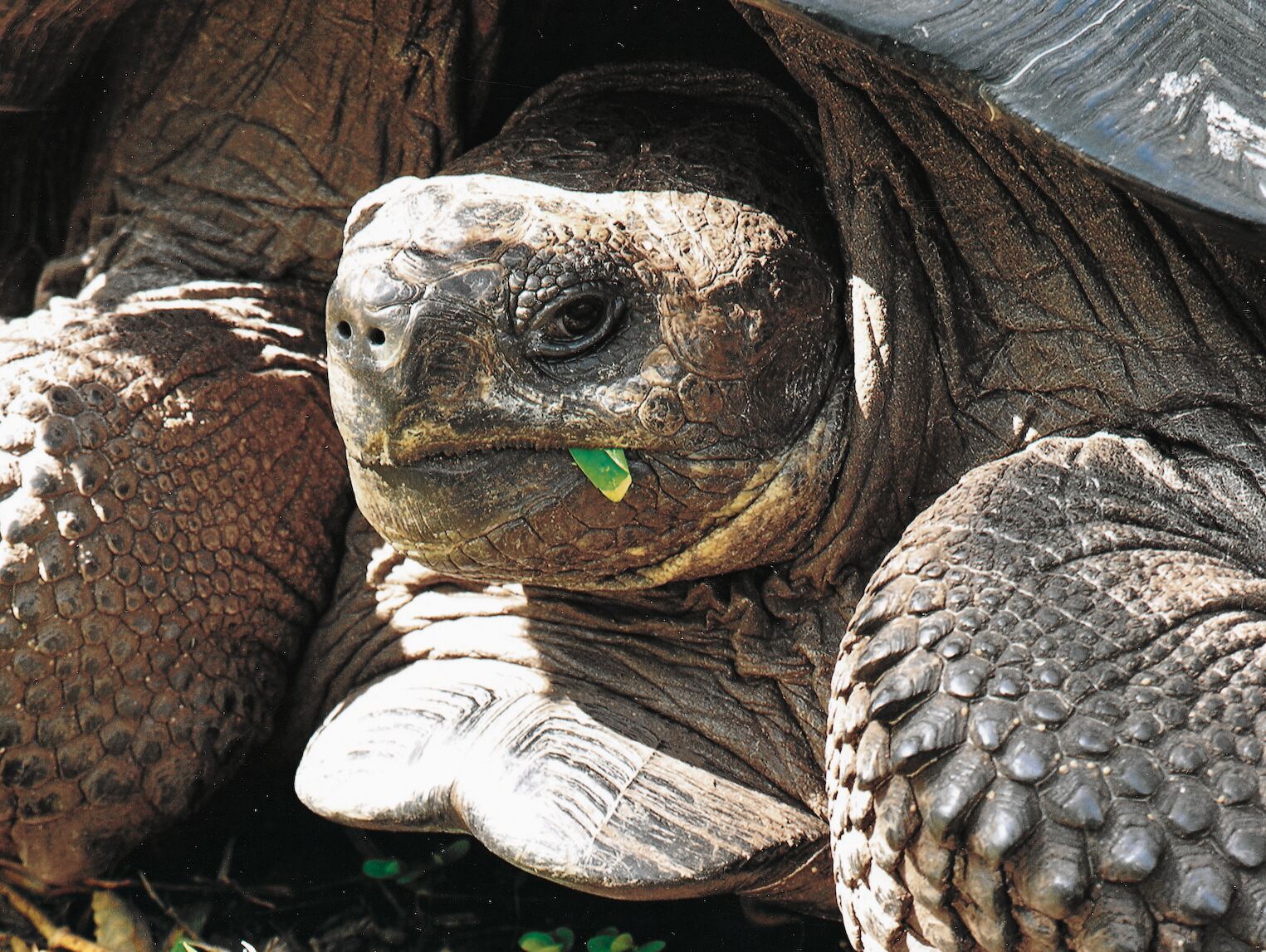 Tortue sur l’île Santa Cruz