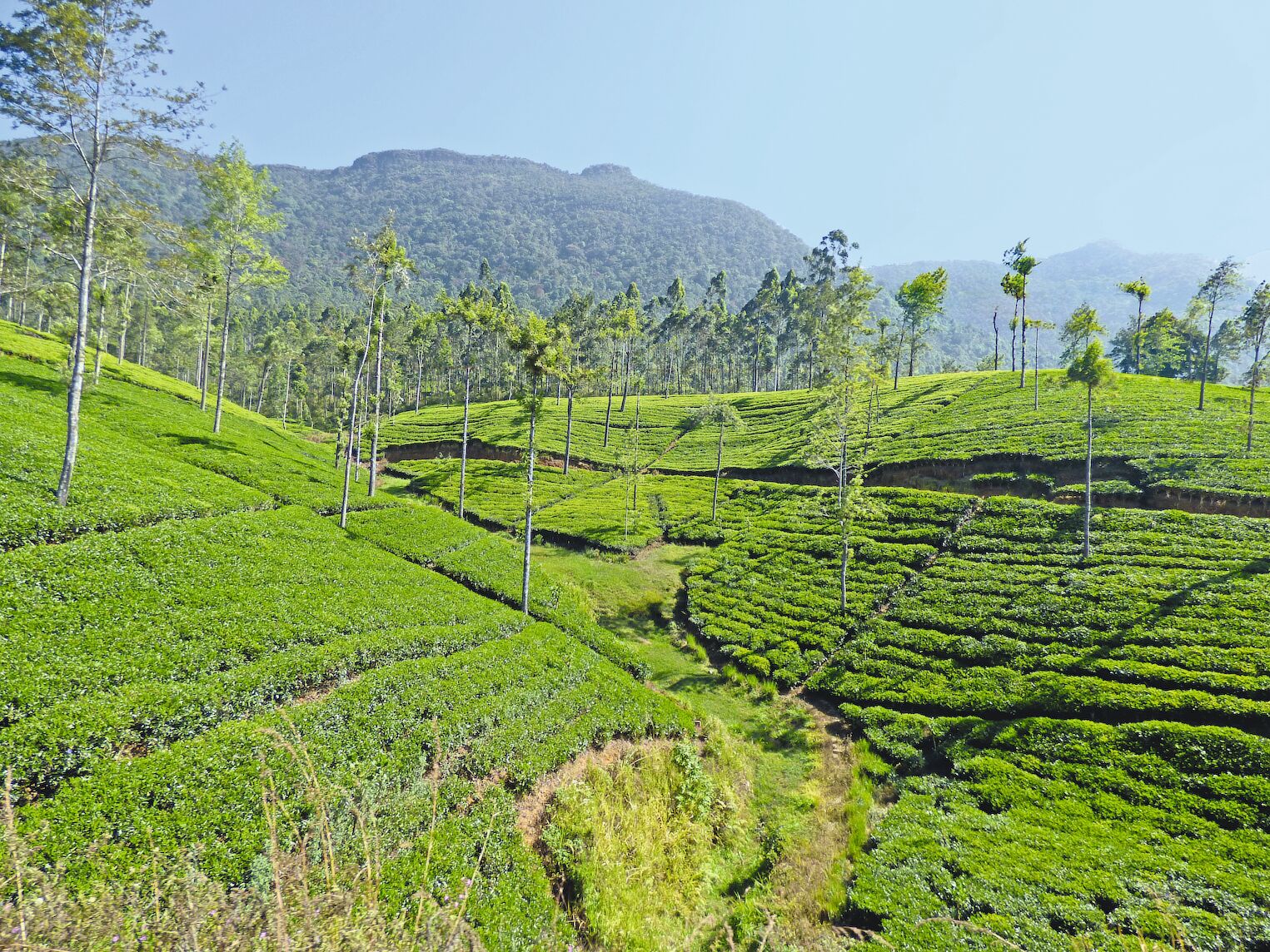 Plantations de thé dans les environs de Nuwara Eliya