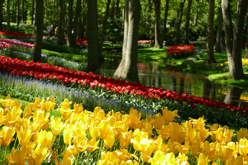 Dans les jardins de Keukenhof