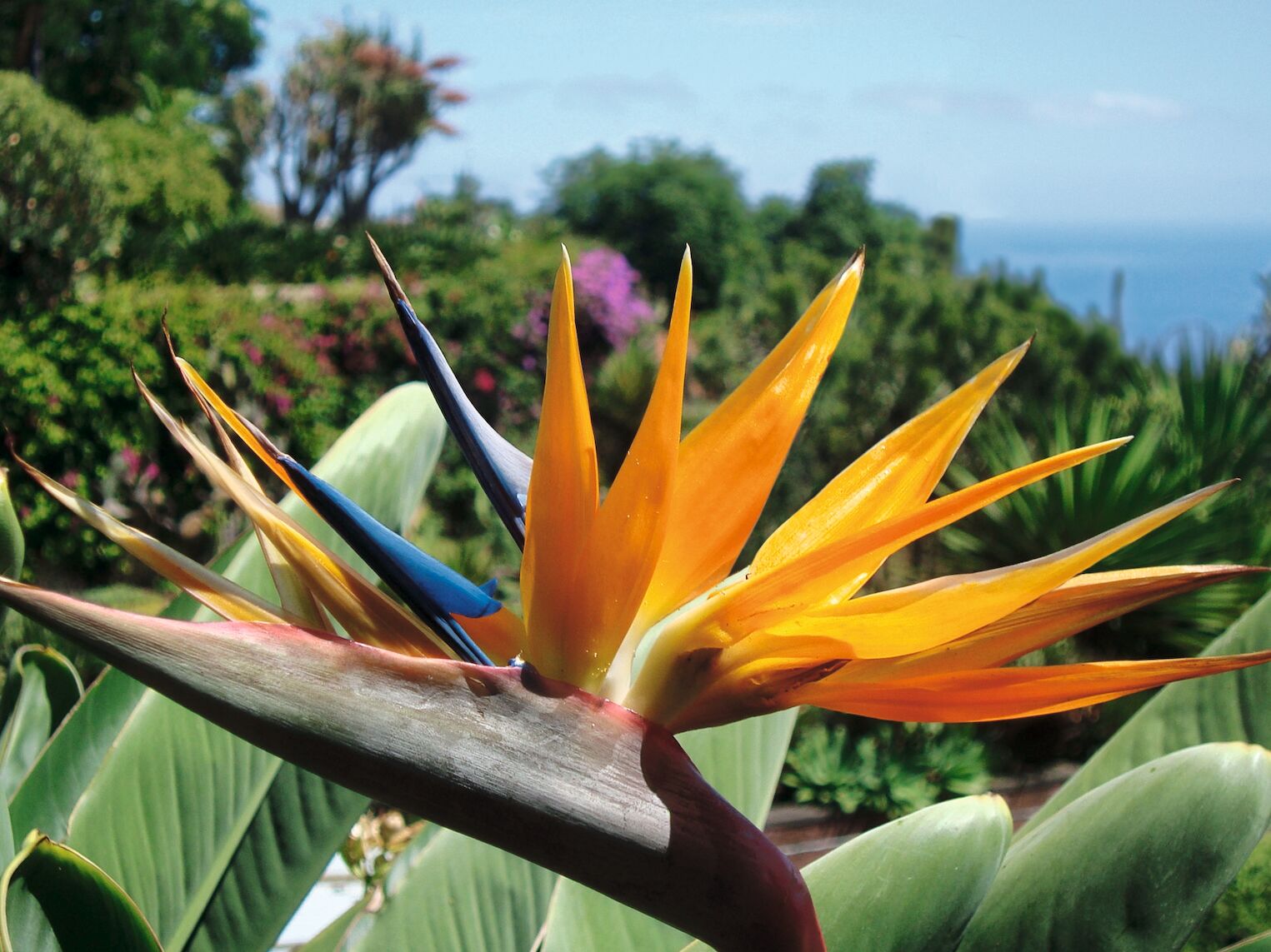 Le strelitzia ou oiseau de paradis, dans le jardin botanique de Funchal