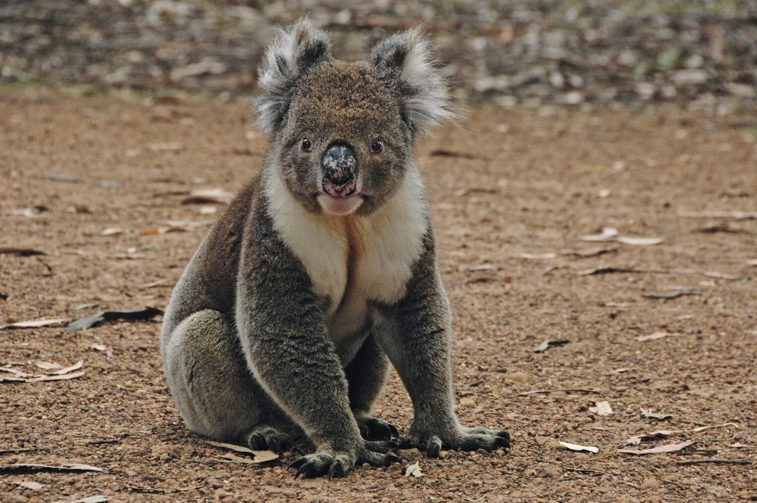 Koala en Autralie